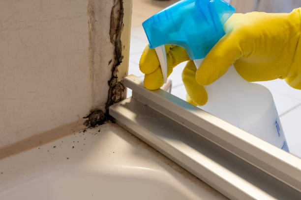 Mold Removal and Inspection in Apache Junction, AZ